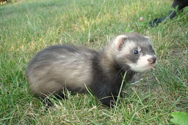 Qui connaît un bon véto spécialiste des nouveaux animaux de compagnie ?