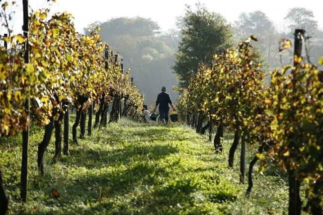 Qui connaît un bon vignoble bordelais où l'on peut faire une visite et une dégustation à petit prix ?
