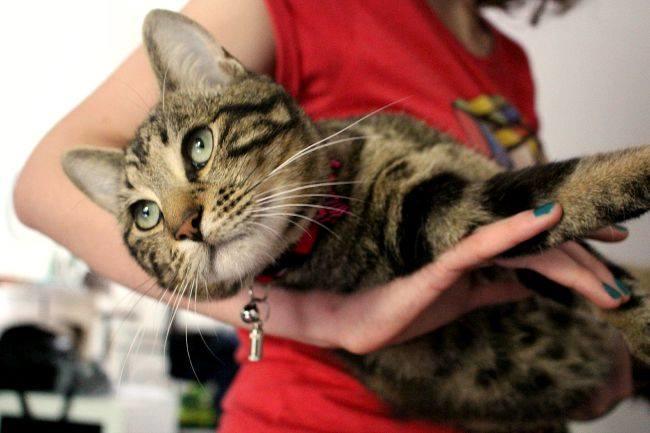 [La question où votre admin montre son chat Boris] Qui connaît des endroits où l'on donne des chatons ? Refuges ou autre solution ? Je voudrais en offrir un à ma petite soeur et je ne sais pas trop où en trouver...