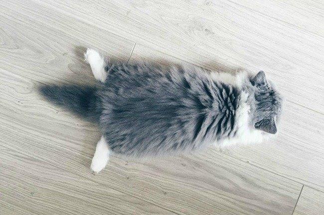 Qui connaît un vétérinaire à l'écoute et spécialisé dans les chats ? C'est très urgent, mon gros n'est pas en forme du tout... Merci !