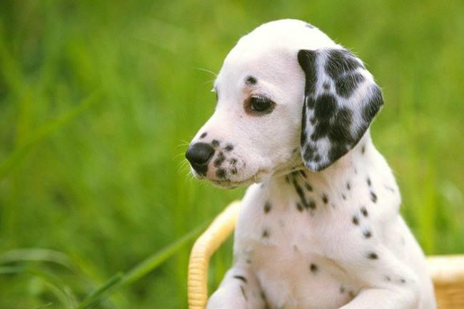 Qui connaît un bon éducateur canin ou peut être une bonne école du chiot pas trop loin du centre ?