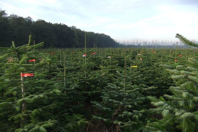 Qui connaît un bon endroit où acheter un sapin Nordmann pour Noël ?