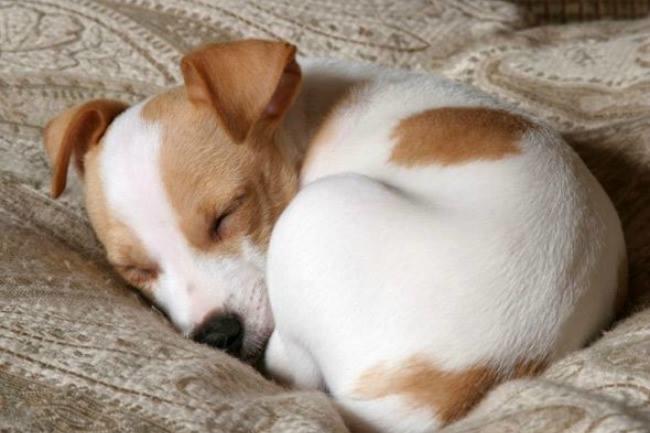 Qui connaît un endroit ou quelqu'un, professionnel ou non, qui pourrait garder mon petit chien une semaine pendant les vacances de Noël ?
