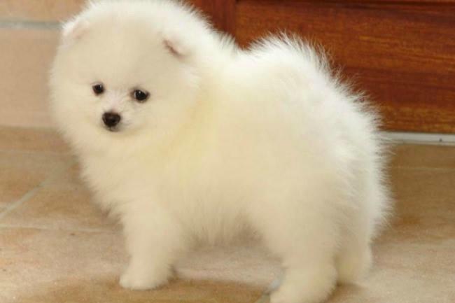 Ma spitz recherche son toiletteur canin ! Qui peut me conseiller LA bonne adresse à Dijon ?