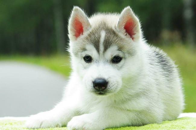 Un vétérinaire de confiance à me conseiller pour une vaccination et le tatouage d'un chiot ? Merci pour vos témoignages...