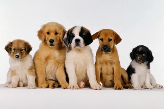 Qui connaît une bonne race de chien à adopter pour une famille avec de jeunes enfants ?