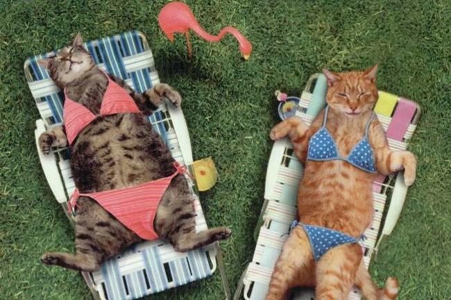 Qui connaît un magasin où je pourrais trouver de jolis maillots de bain de bonne qualité et à des prix abordables ?