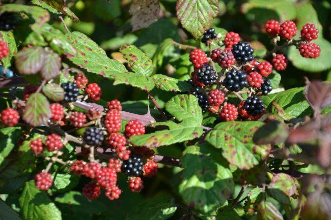 Qui connaît un coin autour de Grenoble pour ramasser des mûres ?