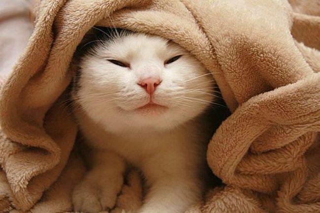 Qui connaît un magasin qui vend des plaids doux et chauds pour affronter l'arrivée de l'hiver ?