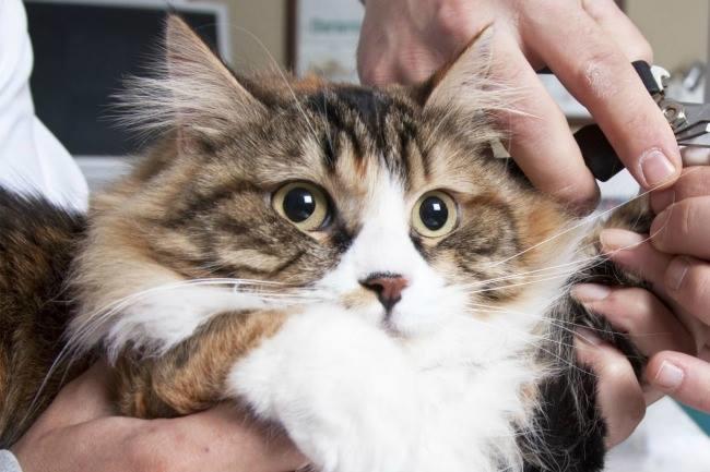 Qui connaît un bon toiletteur pour CHAT à poil long plein de noeuds ! Quelqu'un de compétent, doux, qui travaille bien !