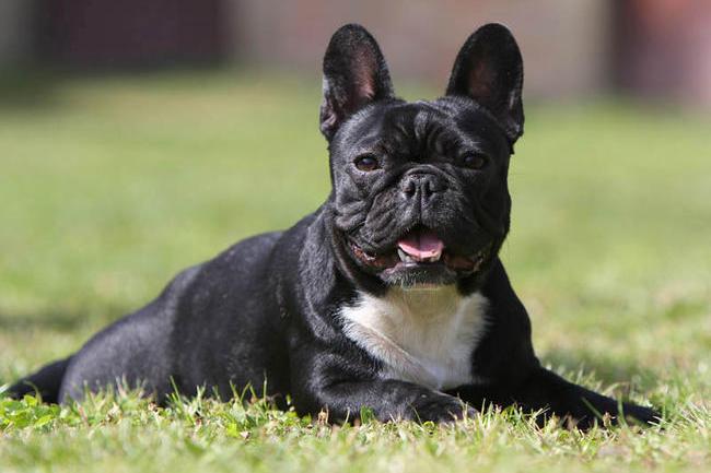 Je cherche un chenil, une pension ou une personne qui peut garder mes animaux domestiques lorsque je m'absente longtemps. Des conseils ?