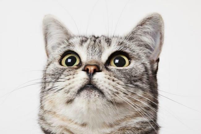 Qui connait un vétérinaire avec un talent inné pour s'occuper des chats ? Mon matou ne va pas fort bien et je m'inquète !