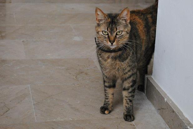 [La question où votre admin montre son chat Smirnoff] Qui connaît des endroits où l'on donne des chatons ? Refuges ou autre solution ?