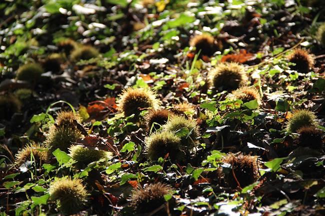 Qui connaît un endroit où l'on peut faire une petite balade forestière et ramasser de belles châtaignes ?
