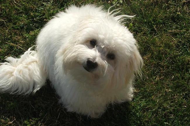 Je cherche un dresseur pour m'aider à faire obéir mon chien de 7 mois ?