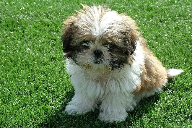 Mon shih tzu recherche son coiffeur ! Qui connaît un bon toiletteur pour chien sur Marseille ? Si vous le savez, précisez dans les comments s'il coupe aux ciseaux ou rasoir !