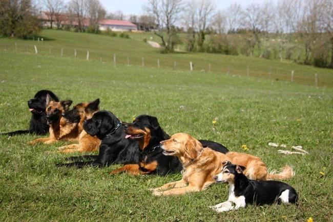 Connaissez-vous un bon éducateur pour chien qui se déplace à Marseille ?