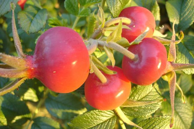 Envie de fleurir ma terrasse ! Où trouver des graines à prix raisonnables à Marseille ? Pépinières ou fleuristes ? Je rêve de rosiers à confiture...