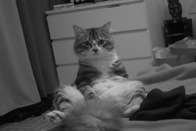 [La question où votre admin montre son chat Jack] Qui connaît des endroits où l'on donne des chatons ? Refuges ou autre solution ? Je peux enfin me permettre d'en prendre un !