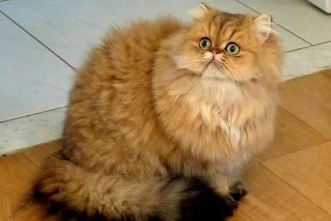 Mon chat persan cherche son coiffeur ! Un salon de toilettage à me suggérer sur Montpellier ?