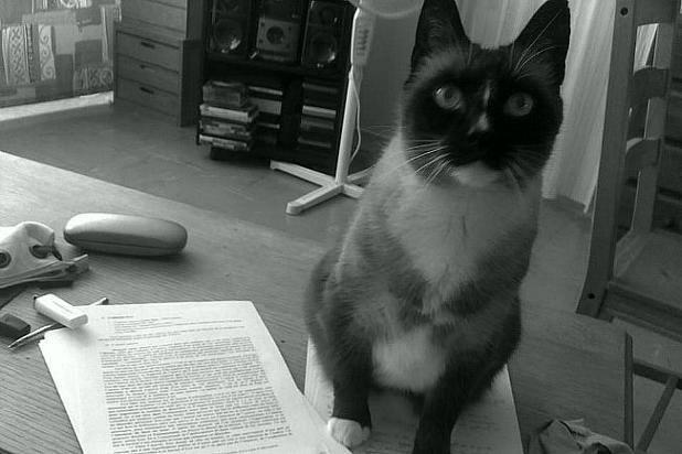 [La question où votre admin montre son chat Flocon] Qui connaît des endroits où l'on donne des chatons ? Refuges ou autre solution ? J'étais jusqu'à présent avec une compagne allergique, mais je ne vais plus me priver désormais :-) !