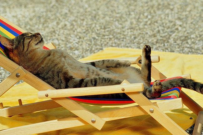 Qui connaît une personne professionnelle de confiance qui passe à domicile pour nourrir un adorable chat ? Pour une durée de neuf jours avec un passage un jour sur deux...