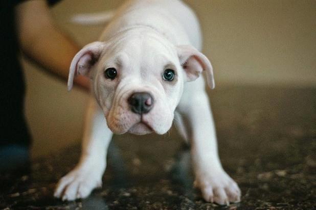 Qui connaît un bon vétérinaire sur Montpellier ? Mon chien tousse depuis hier !