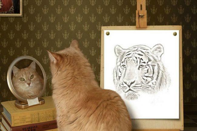 Qui connaît un bon vétérinaire comportementaliste ? Mon chat a une complication du syndrome du tigre et je ne sais plus quoi faire !