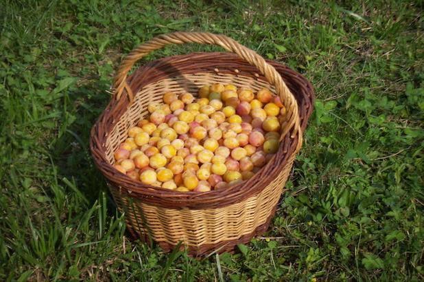 Qui connaît un bon producteur de mirabelles où l'on peut faire la cueillette?