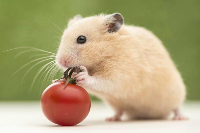 Je recherche une bonne animalerie où je peux trouver un rongeur. Pouvez vous m'aider ?