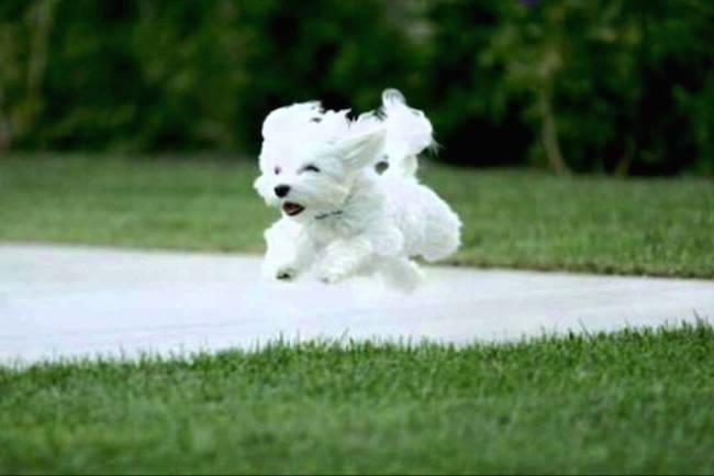 Qui connaît un bon coin pour promener son chien et le laisser se défouler et courir en liberté à Nancy ou aux alentours ?