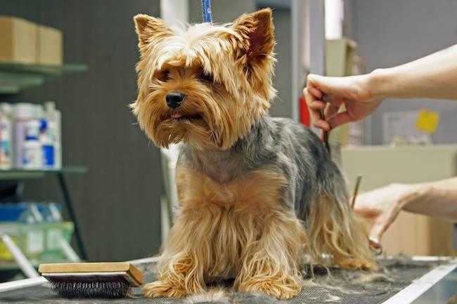 Qui connaît un bon toiletteur pour chien qui accepte de traiter les poils longs ? Ils ne le font pas tous, c'est assez désespérant... Merci !