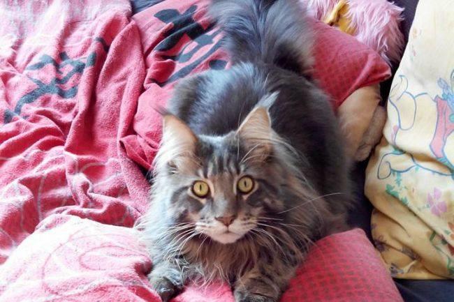 [La question où votre admin montre son chat Sirius] Qui connaît des endroits où l'on donne des chatons ? J'étais jusqu'à présent avec une compagne allergique, mais je ne vais plus me priver désormais :-)