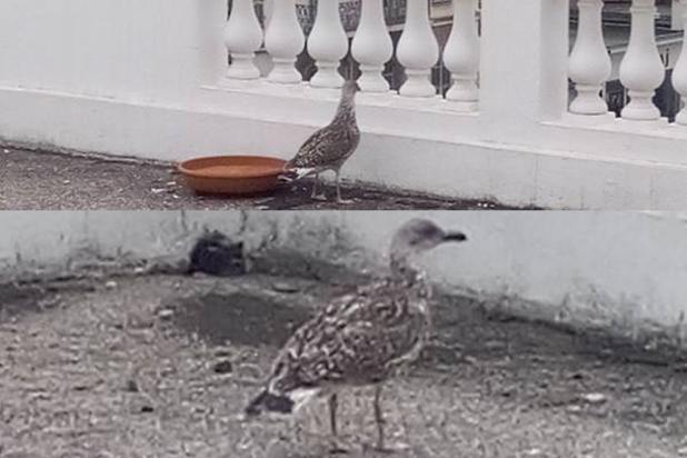 A mon travail, un bébé goéland est tombé sur une terrasse, se cassant au passage une aile. Les vétérinaires affirment qu'il ne pourra plus voler et aura donc beaucoup de mal pour se nourrir dès que ses parents arrêteront de le faire. Qui connaît un endroit où le bébé goéland pourra vivre une vie paisible ?