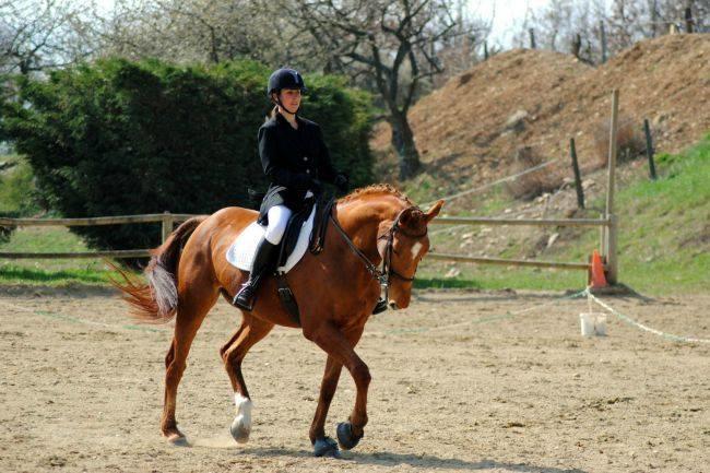 Qui connait un bon club équestre pour faire des balades dans les alentours de Reims (forêts, champs, etc.) Un club simple, sans prise de tête pour renouer avec une passion mise de côté depuis trop longtemps ?