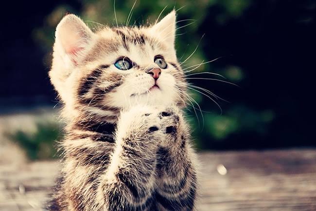 Qui connaît des endroits dans Reims ou Fismes où l'on donne des chatons ?