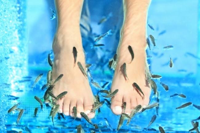Qui connaît un endroit où l'on propose des fish pédicures ? Envie de tenter l'expérience !