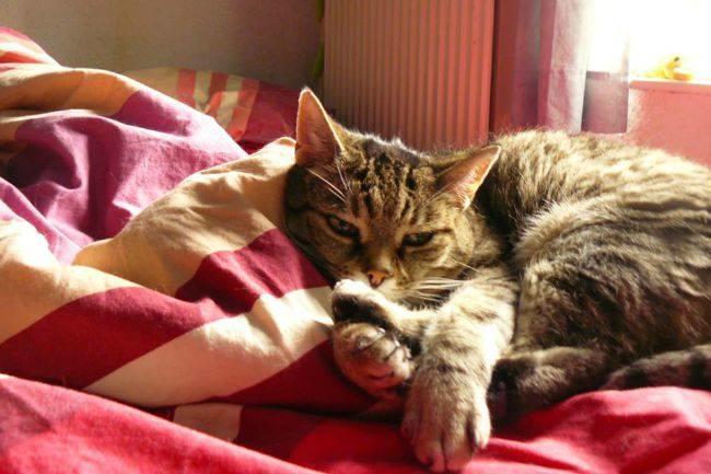 [La question où votre admin montre son chat Moustache] Qui connaît des endroits où l'on donne des chatons ? Refuges ou autre solution ? J'étais jusqu'à présent avec un compagnon allergique, mais je ne vais plus me priver désormais :-) !