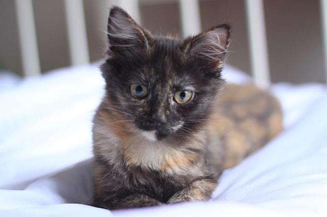 Qui connaît une personne de confiance, professionnelle ou pas, qui passe à domicile pour nourrir le meilleur chat du monde ? Pour une durée de douze jours avec un passage un jour sur deux...