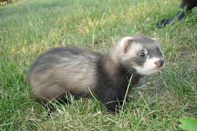 Je cherche un bon vétérinaire spécialiste des nouveaux animaux de compagnie (NAC) à Strasbourg. Des suggestions ?