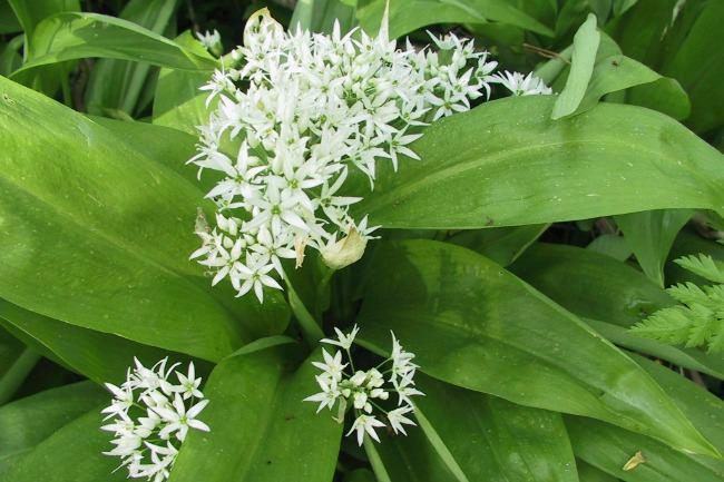 Je cherche un bon coin pour cueillir de l'ail des ours dans les forêts du nord de Strasbourg. Des conseils ?