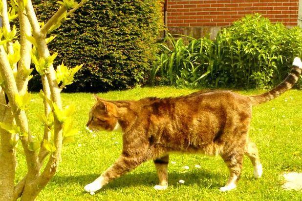 [La question où votre admin montre son chat Simba] Qui connaît des endroits où l'on donne des chatons ? Refuges ou autre solution ? J'emménage enfin dans une maison avec jardin : il pourra vadrouiller librement ;-) !