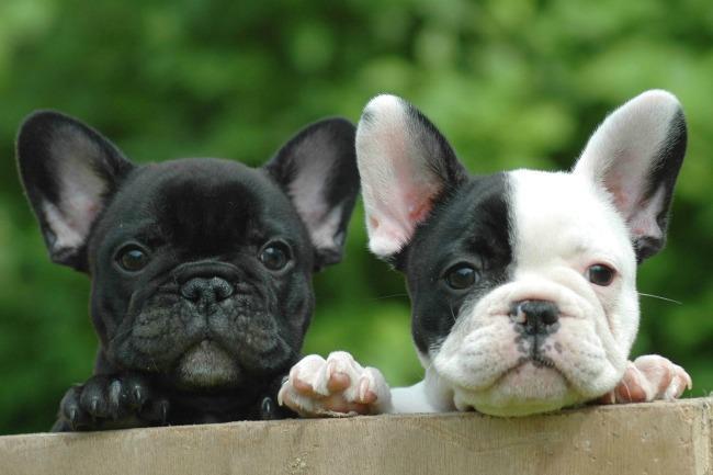 Qui connaît une bonne clinique vétérinaire à Strasbourg ou dans les environs ? C'est pour un bouledogue français. Je souhaite une VRAIE "grande" clinique avec des spécialistes et tout l'équipement nécessaire en cas d'opération.