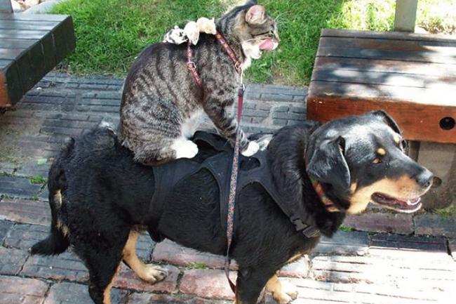 Où aller faire des bonnes balades avec des chiens dans la région toulousaine ?