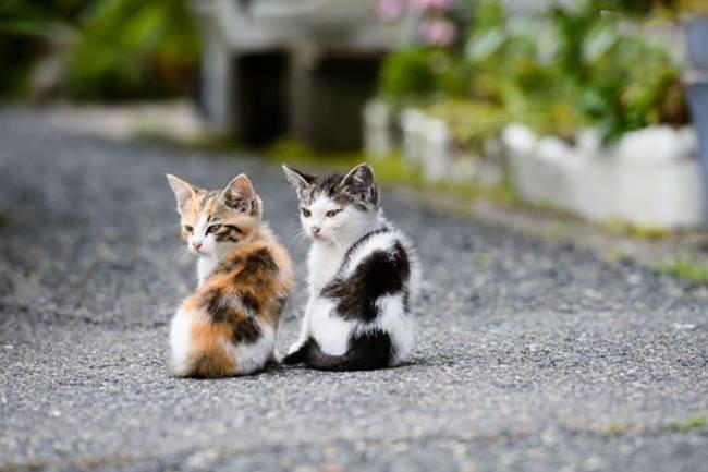 Qui connaît un bon endroit ou une association afin d'adopter des chatons sur Toulouse ?