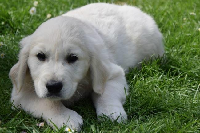 Qui connaît un bon vétérinaire pas cher pour la première vaccination et tatouage d'un chiot s'il vous plaît ? Merci !