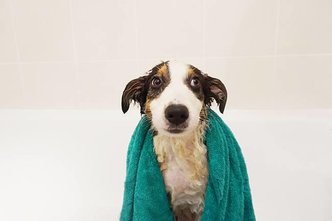 Qui connait un bon éducateur canin ou peut être une bonne école du chiot à Valenciennes et dans un rayon de 30km ? Nous venons d'acquérir un bébé berger australien et nous aimerions qu'il soit bien éduqué :) Merci