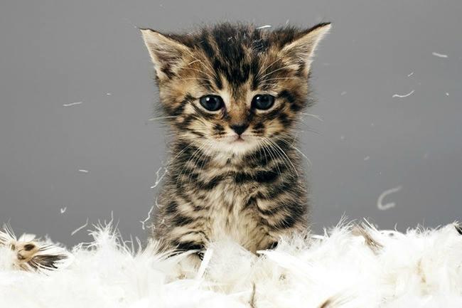 Qui connait un très bon vétérinaire spécialisé dans les chats ? Le mien n'arrête pas d'éternuer...